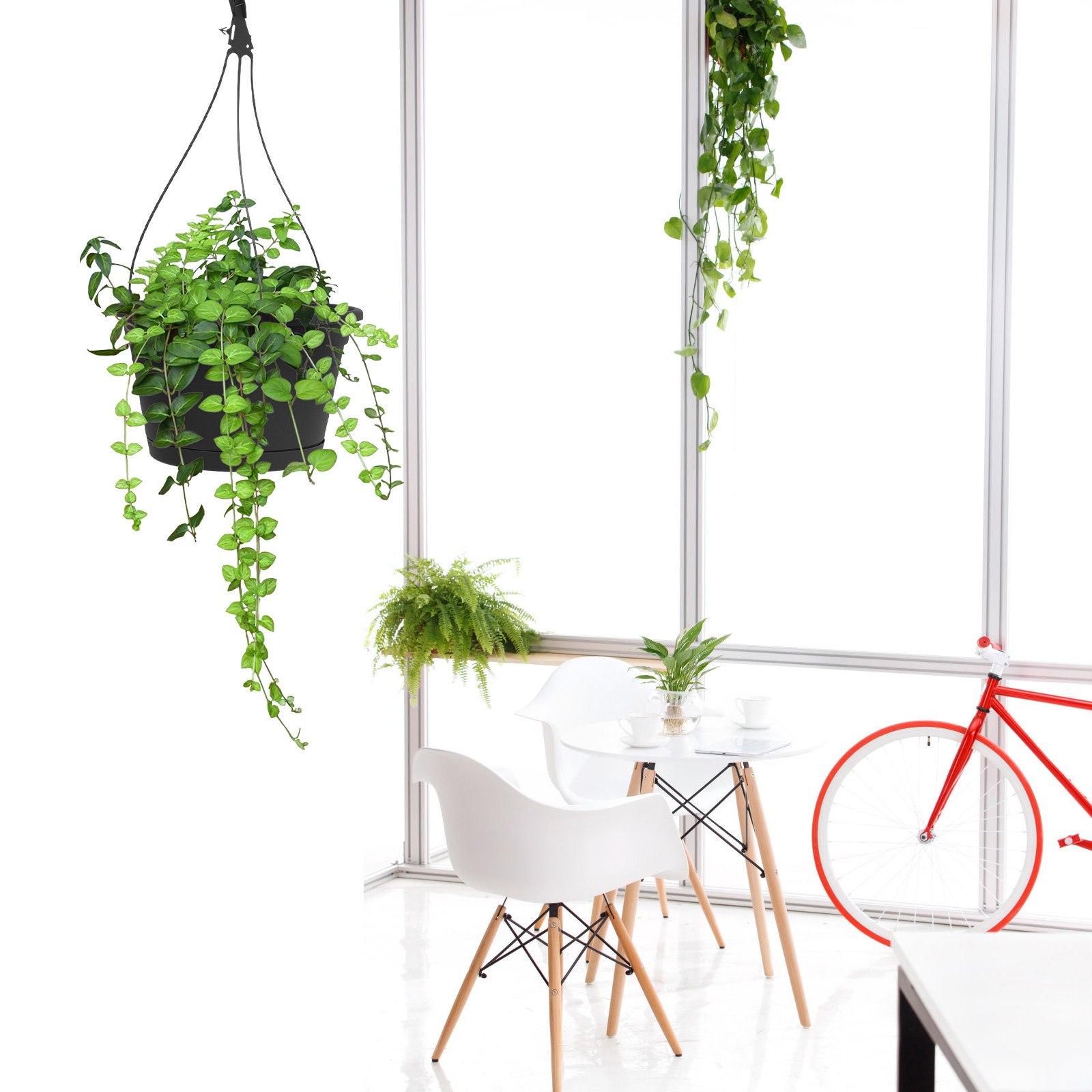 1Pcs Hanging Spider Plant Pot  - Spider Plant Hanging 评论和价格