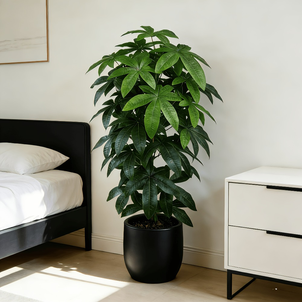 An Artificial Money Tree Pachi - Ficus Lyrata Tree 评论和价格